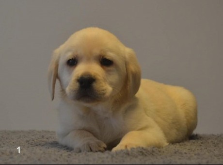 1 labrador aa0225.jpg